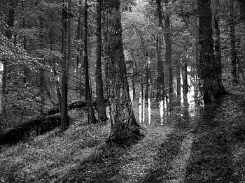 Slenderman Forest Slenderman Forest Slender HD wallpaper