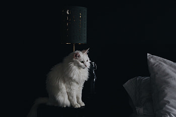 Animals, Cat, Fluffy, Lamp HD wallpaper