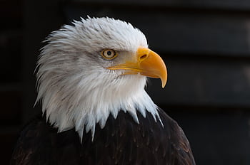 Detailed portrait of a bald eagle with striking plumage and piercing eyes. HD wallpaper