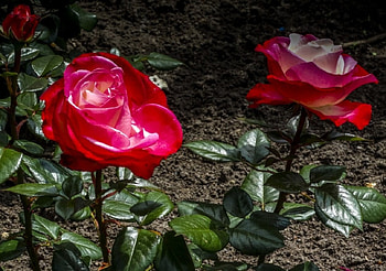 Red roses, Flowers, Closeup, Flower-bud HD wallpaper