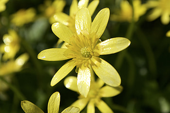 Flowers, Flower, Petals, Small HD wallpaper