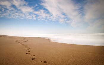 Footprints in the Sand , Sandy beach HD wallpaper