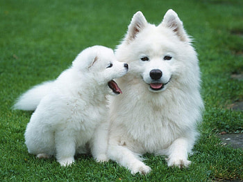 I wanna play mom, dog, puppy, white, love, dogs, cute, play HD wallpaper