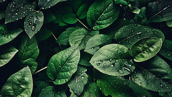 Leaf beauty, Nature's artwork, Serene , Organic simplicity HD wallpaper