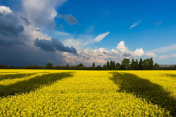 A vibrant canola field bathed in sunlight, with dramatic clouds against a blue sky, showcasing nature's contrast. HD wallpaper