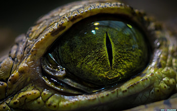 Snake Eyes Snake Eye Animal HD wallpaper