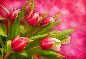Pretty tulips, bouquet, beautiful, tulips, nice, tender, background, pink, delicate, pretty, freshness, red, hearts, flowers, lovely HD wallpaper
