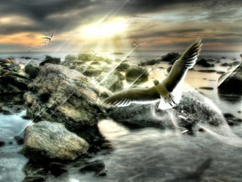 Flying birds, birds, 3d HD wallpaper