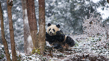 Giant panda at Chengdu Panda Base, China, Animal, panda HD wallpaper