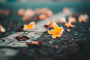Yellow Flower On Roadside, flowers, yellow, road, graphy HD wallpaper
