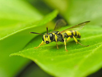 Grass, Macro, Surface, Insect, Wasp HD wallpaper