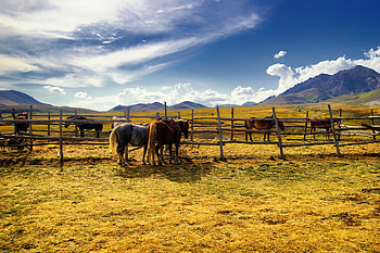 ... 1207 horse backgrounds abyss page 36; farms ... HD wallpaper