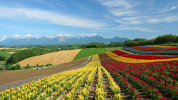 Japan Hokkaido Country Field : Open Field Under Skyç¬¬22 HD wallpaper