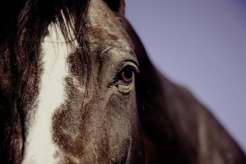 Animals, Mane, Horse, Eye HD wallpaper