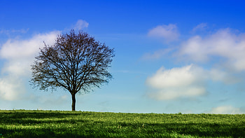 Nature, Grass, Sky, Horizon, Wood, Tree HD wallpaper