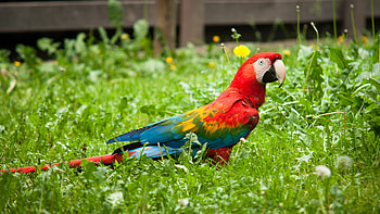 Colorful Parrot, colorful, parrot, birds HD wallpaper