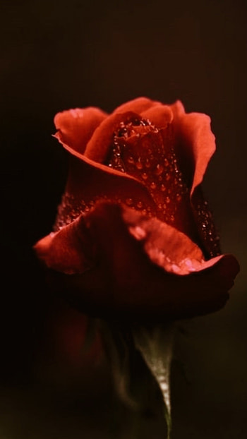Beautiful Red Rose Flower, Beautiful, Rose HD phone wallpaper