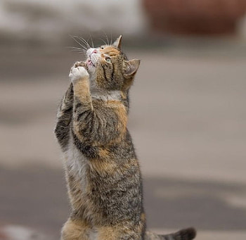 Cute Entreaty, sweet, cute, cat, pleading HD wallpaper