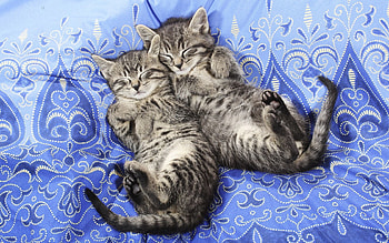 Animals, Couple, Pair, Sleep, Dream, Material, Kittens, Lace HD wallpaper