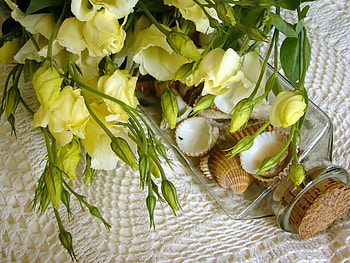 still life, shells, bouquet, graphy, beautiful, lace, nice, flower, cool, glass, flowers, , harmony HD wallpaper