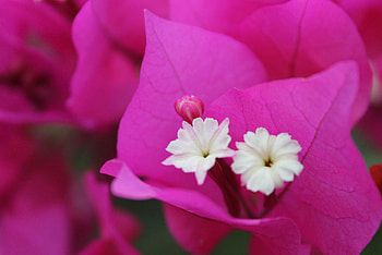 Pink, White, Gorgeous, Lovely, Stunning, Pretty HD wallpaper