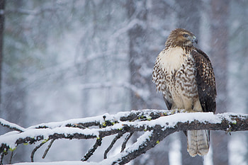 Buzzard, winter, snow, trees, raptor, twig, forest HD wallpaper