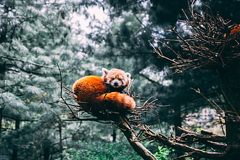 Animals, Wildlife, Panda, Red Panda, Little Panda, Small Panda HD wallpaper