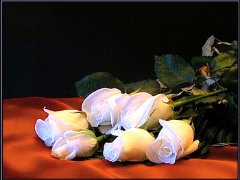 Roses of white, white, green leaves, roses, flowers, red cover HD wallpaper