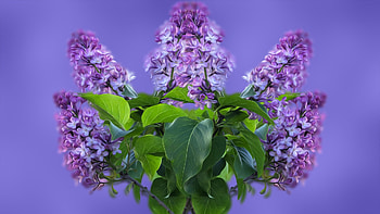Lilacs, purple, leaves, flowers, Spring, lilac HD wallpaper