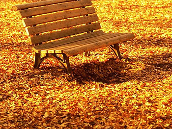 From the park bench, autumn, bench seat, golden leaves HD wallpaper
