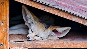 Fennec Fox, Small desert dweller, Big-eared beauty, Elegant coat HD wallpaper