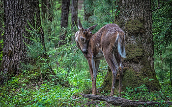 Animals, Trees, Grass, Spotted, Spotty, Branches, Branch, Deer HD wallpaper