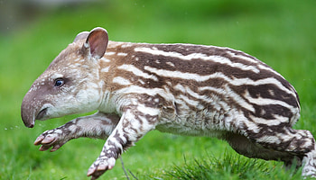 Tapir, Fascinating creature, Unique appearance, Rainforest dweller HD wallpaper
