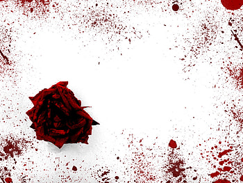 Rose..., rose, white, abstract, red HD wallpaper
