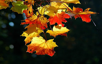 Nature, Leaves, Shine, Light, Dry, Maple HD wallpaper