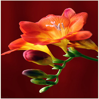 sia, flower, red, single, beauty, macro HD wallpaper