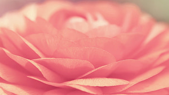 Flower, Macro, Light, Bright, Petals, Light Coloured HD wallpaper