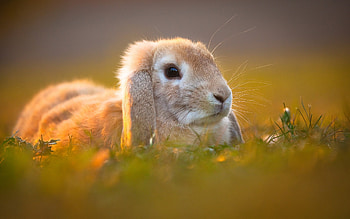 Rabbit - Serene Sunset, Animal, rabbit HD wallpaper