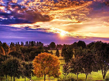 Gold in the valley, purple gold sky, clouds, autumn, grass, green trees, gold leaves, tree HD wallpaper