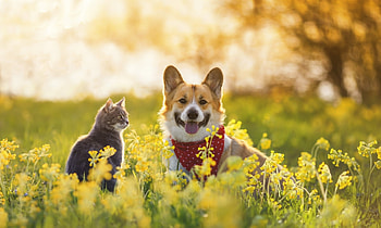 Cat and Dog, dog, animal, Cat, puppy HD wallpaper