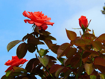 Flowers, Sky, Roses, Leaves, Bush, Garden HD wallpaper