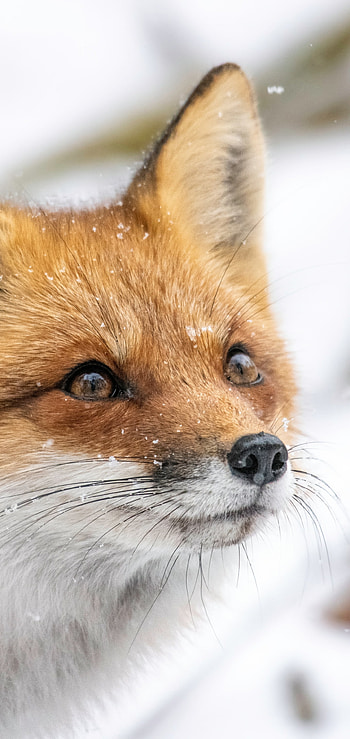 Frosted Fox — , Animal, fox HD phone wallpaper
