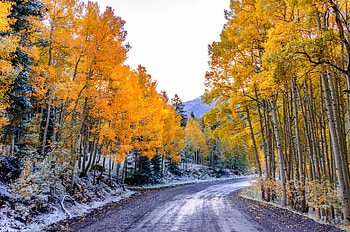 Sunlight trees landscape, Forest fall nature, Winter morning frost, Aspen's enchantment HD wallpaper