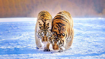 Two Tigers Are Standing On Snow Tiger HD wallpaper