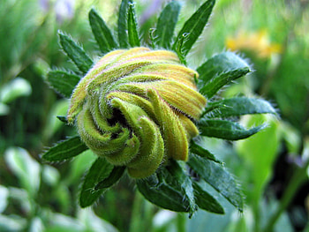 Flowers, Plant, Petals, Bud HD wallpaper