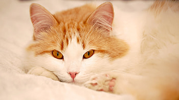 Animals, Cats HD wallpaper