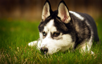 Animals, Dogs HD wallpaper