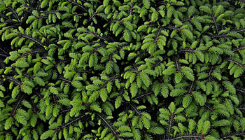 Nature, Needle, Branches, Needles, Christmas Tree HD wallpaper