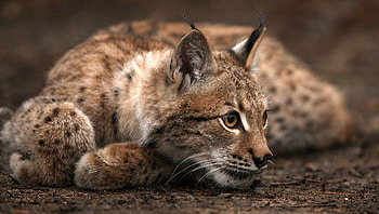 Lynx, Striking , Captivating presence, Arctic cat HD wallpaper