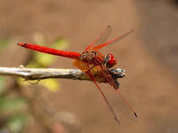 Blood Dragon, animals, red, dragonfly, insects, beautiful HD wallpaper